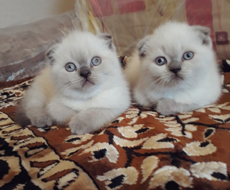 Вислоухий британец Блю Пойнт