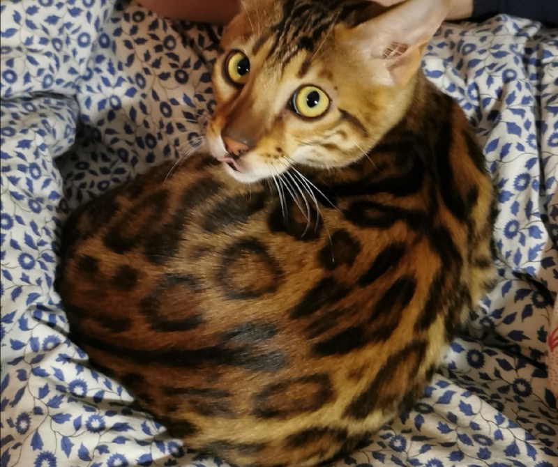 Кошка пятнистая Бенгальская