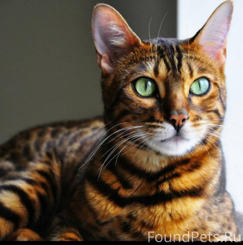 Бенгальская кошка