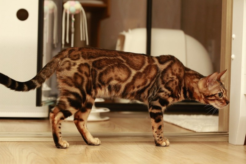 Бенгальская кошка