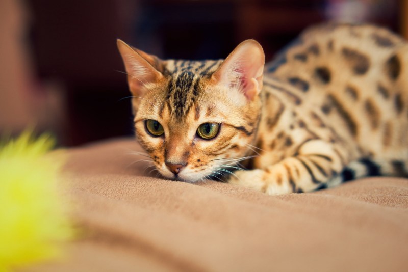 Бенгальская кошка