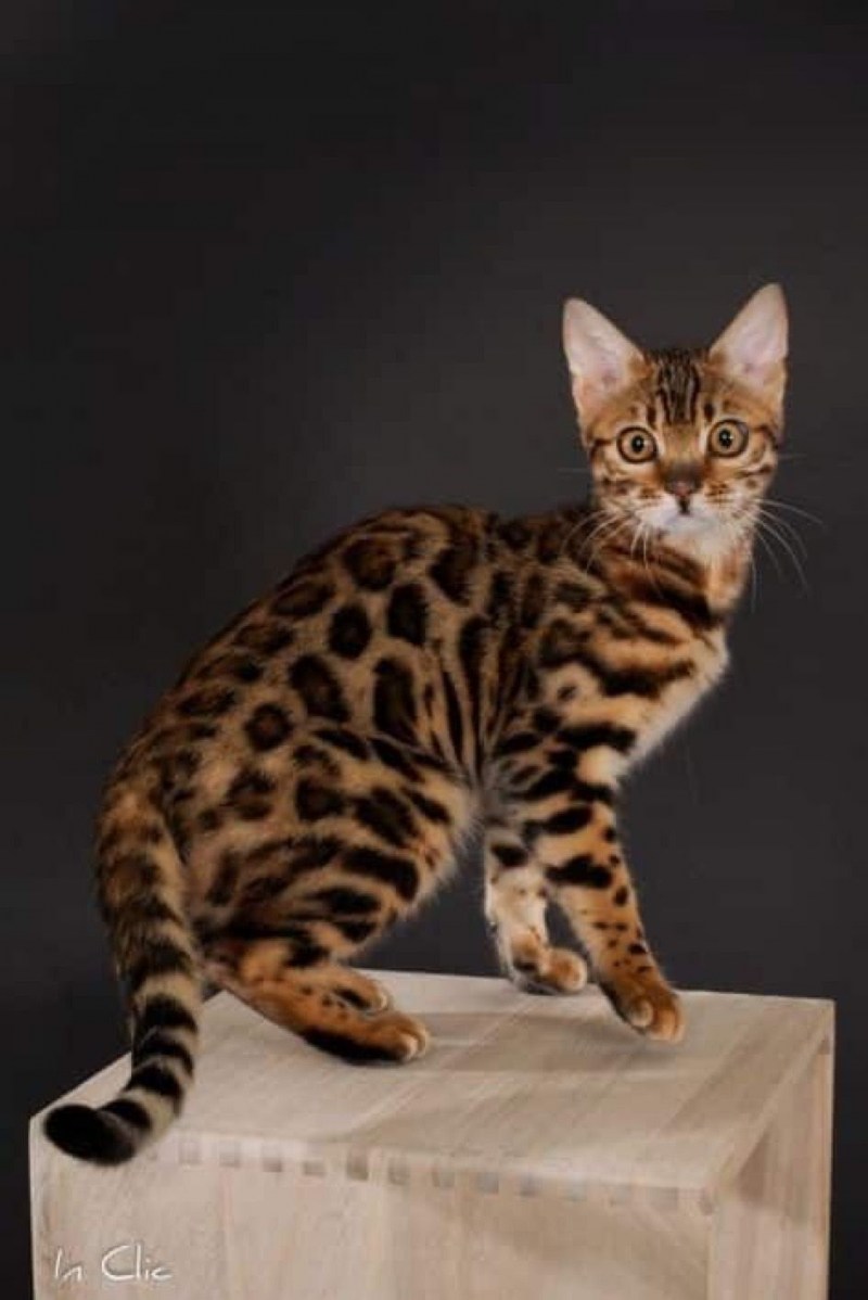 Бенгальская кошка