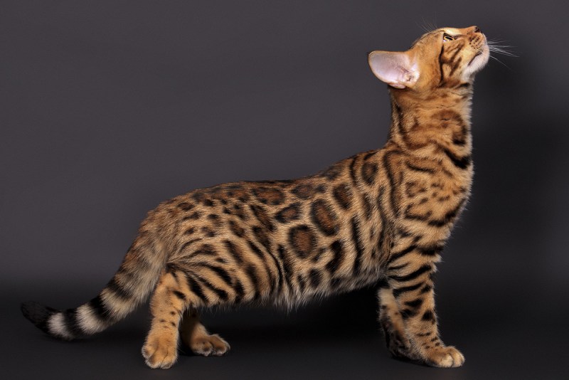 Бенгальский кот Марсик