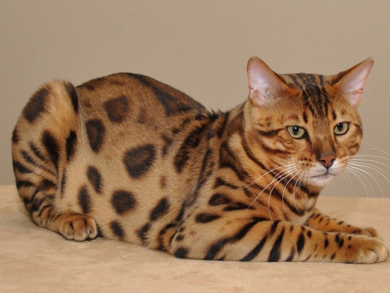 Бенгальский кот Серенгети