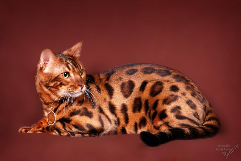 Бенгальская кошка