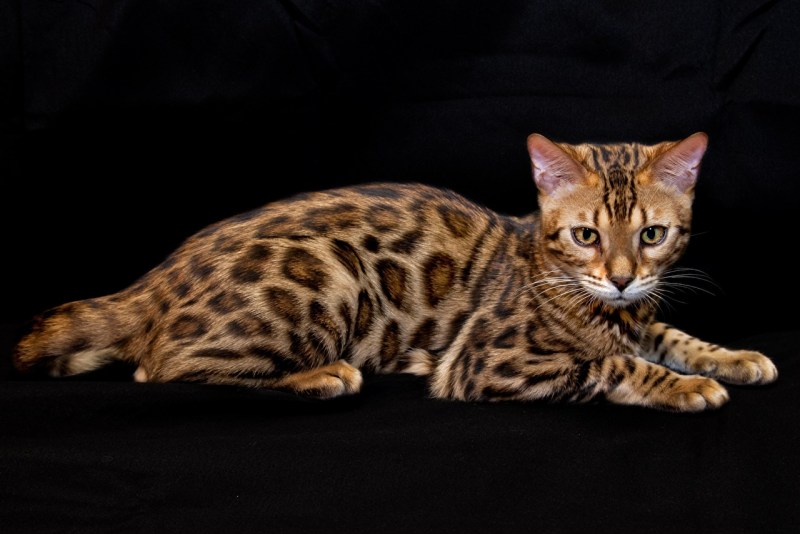 Бенгальский кот