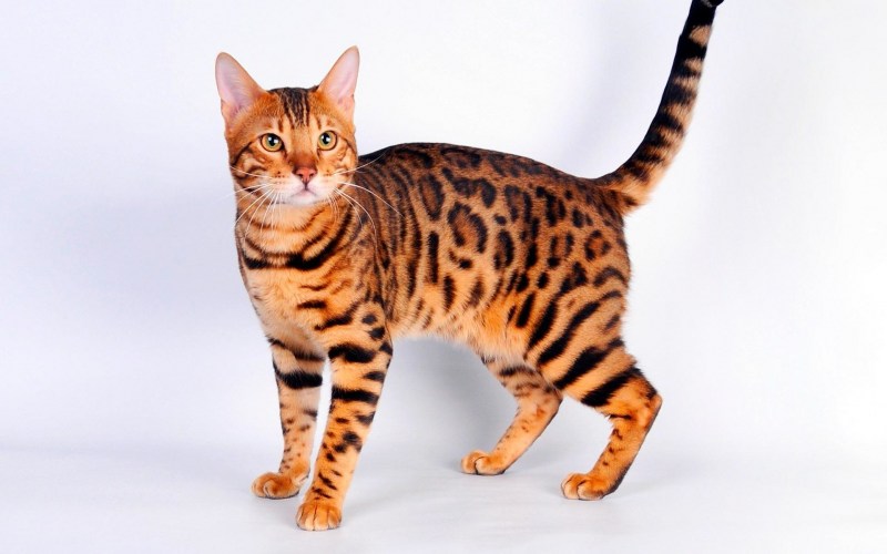 Бенгальская (Felis Silvestris catus) (Prionailurus bengalensis)