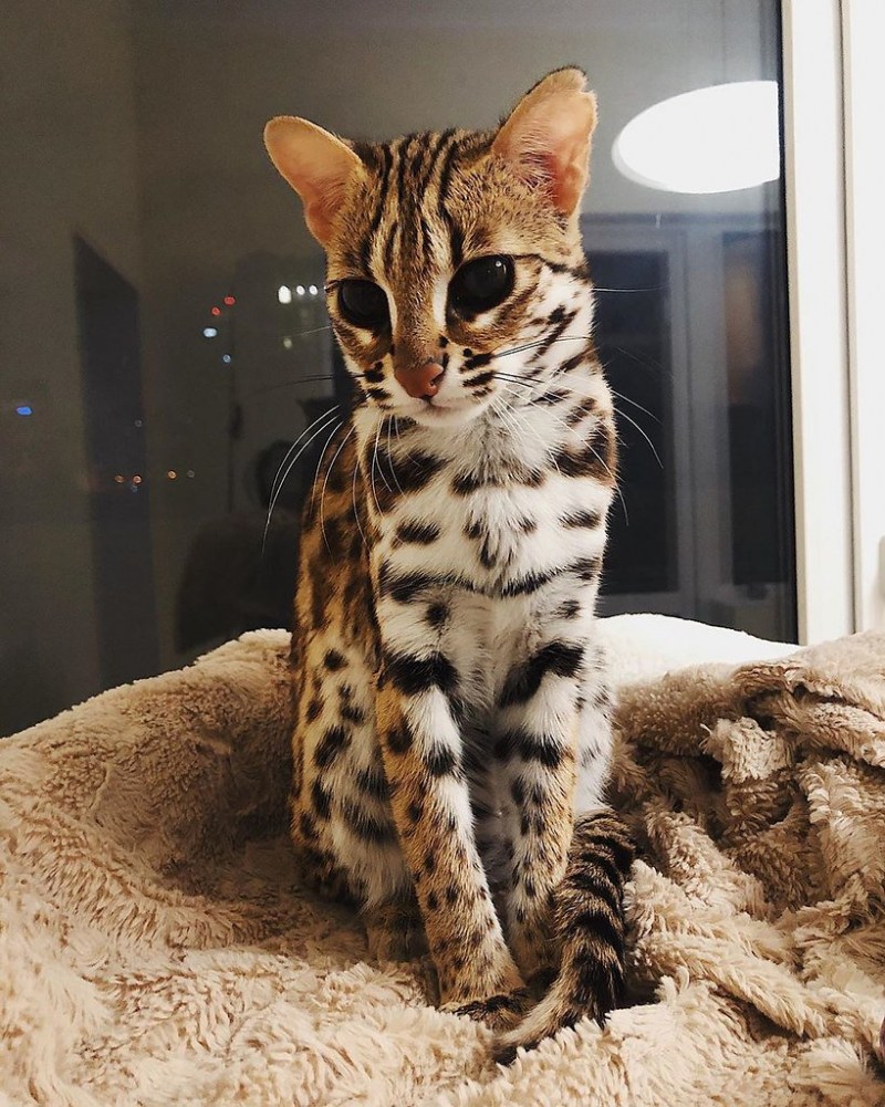 Коты породы бенгал