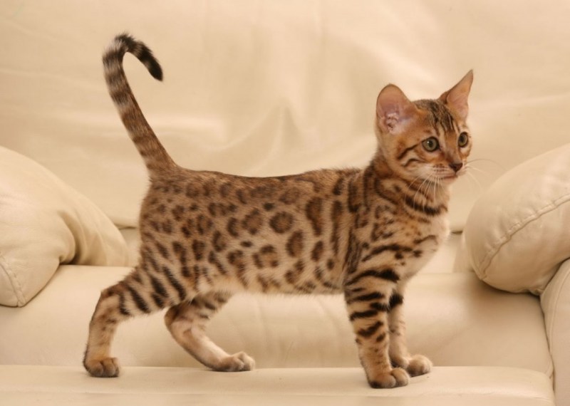Бенгальская кошка