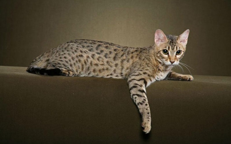 Бенгальский кот