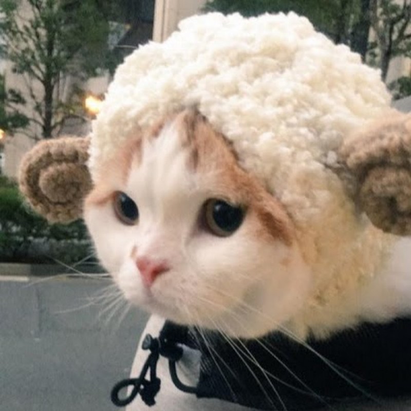 Кошка Селкирк рекс