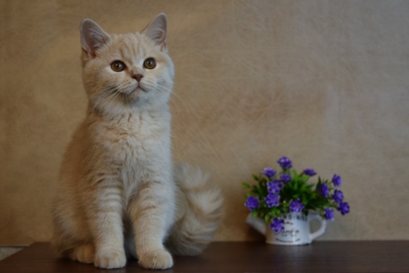 Британская короткошёрстная кошка кремовая