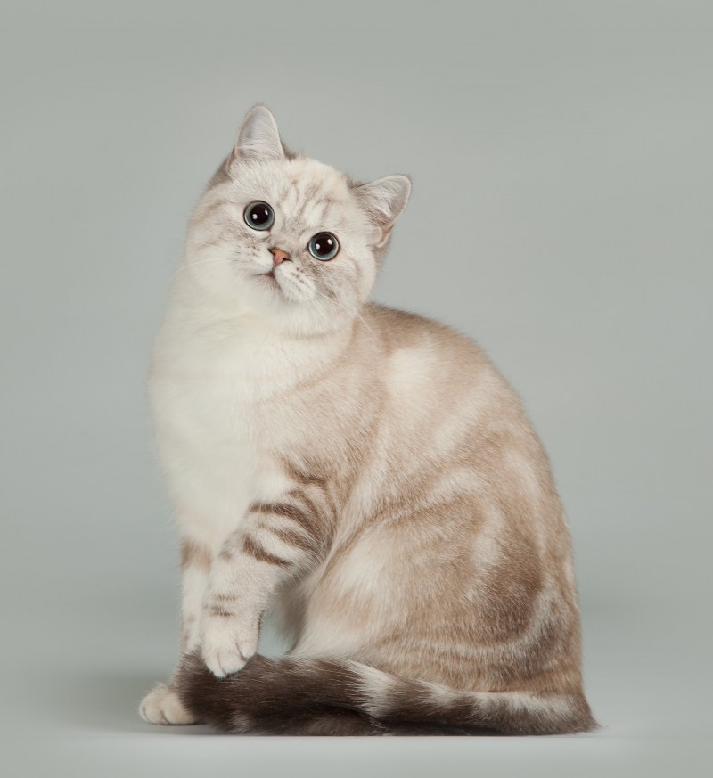 Шотландская скоттиш страйт шиншилла