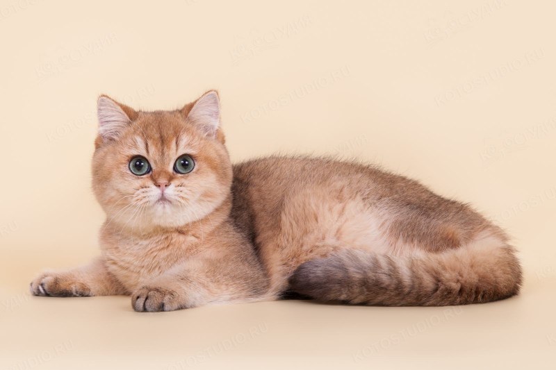Британская короткошерстная