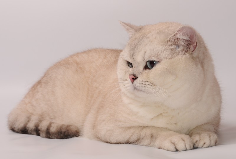 Британская Сибирская шиншилла