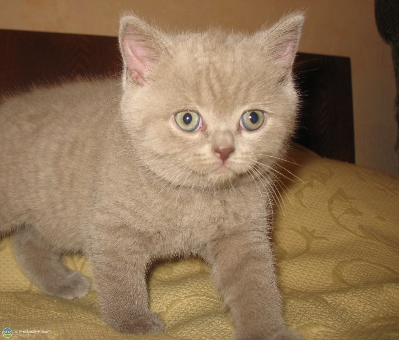 Бежевые британские котята