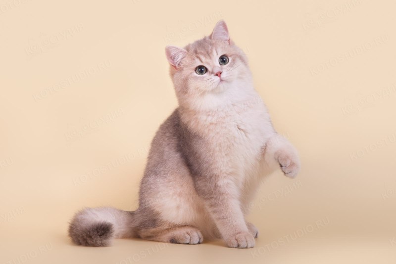 Британская короткошёрстная кошка бежевая