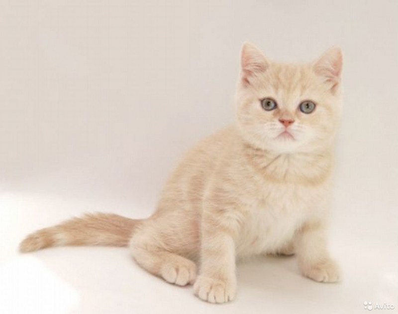 Лиловый британец котенок