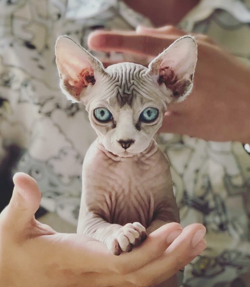 Милые сфинксы