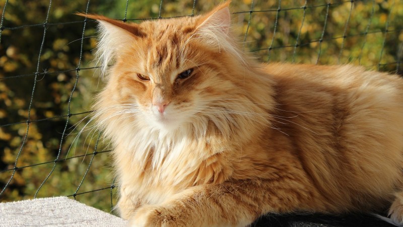 Норвежский Лесной кот
