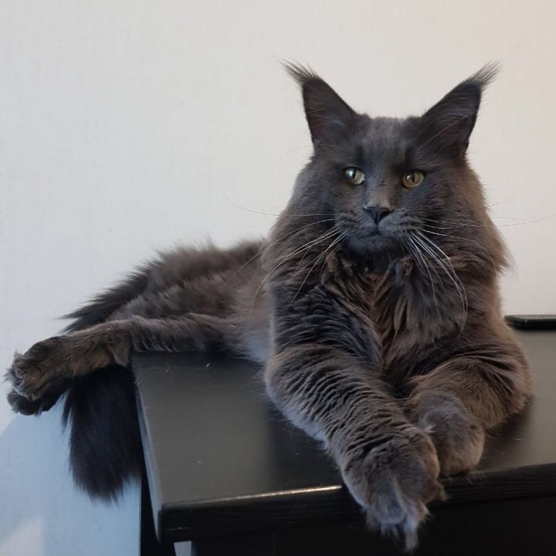 Норвежский кот и Мейн кун