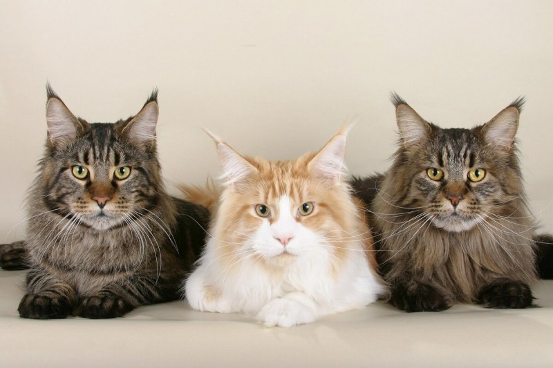 Коты метисы Мейн куна