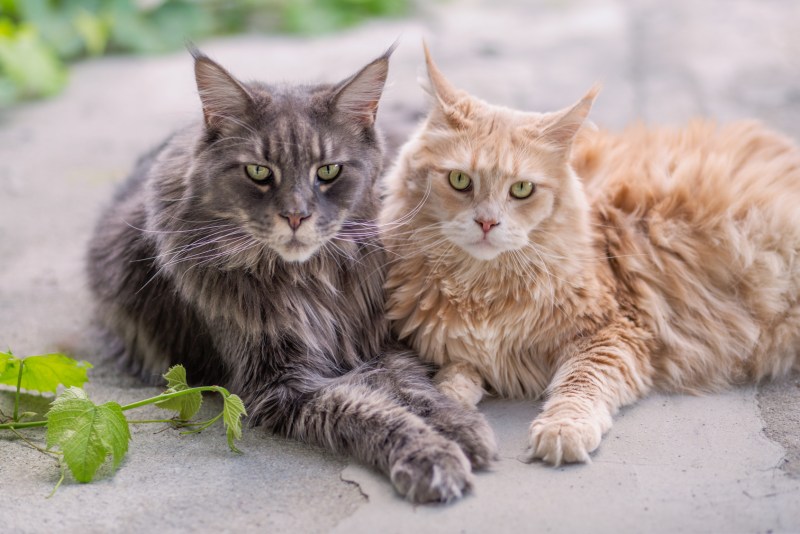 Кот Мейн кун