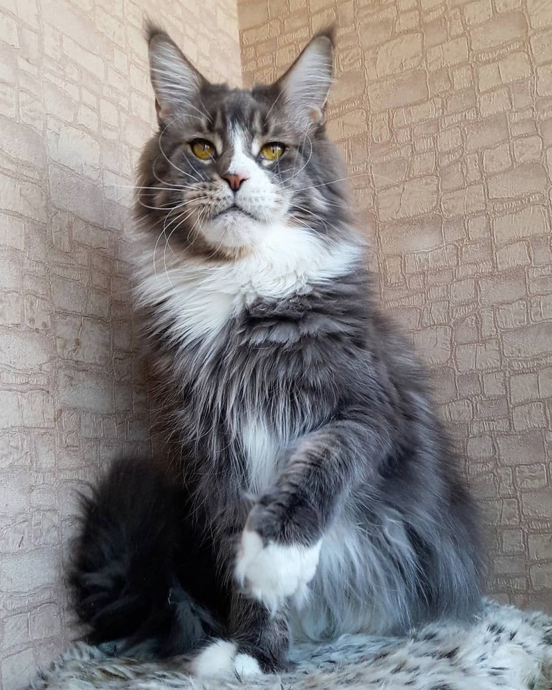 Нибелунг 4 месяца
