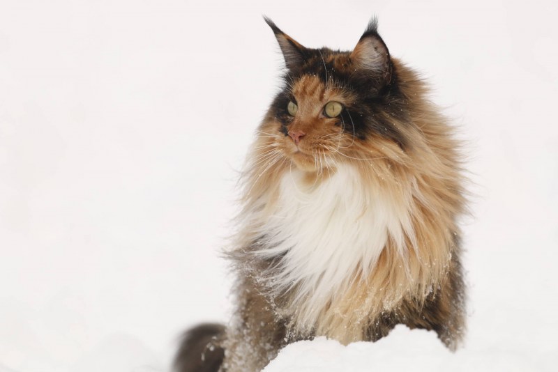 Кошка Мейкуй Сибирская