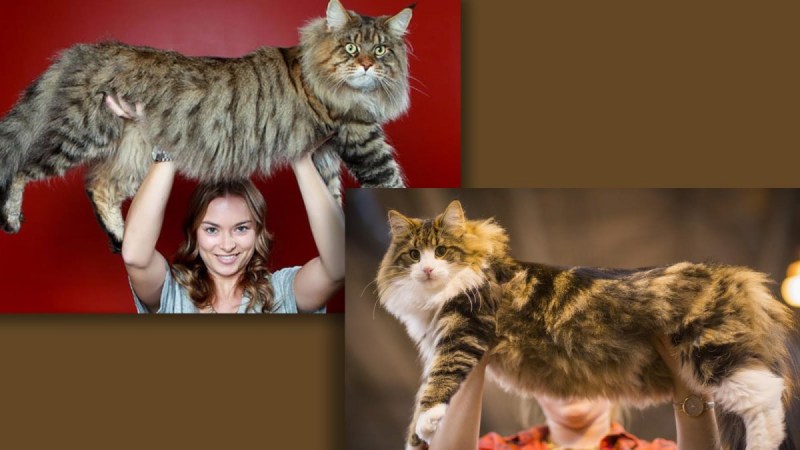 Норвежская Лесная кошка лапы