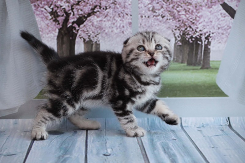 Котята Мейн куна только родившиеся