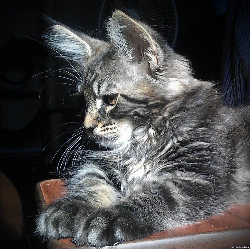 Шотландский скоттиш фолд рыжий