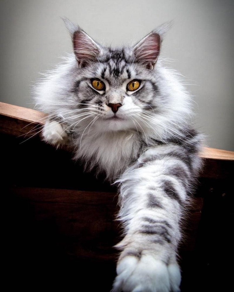 Котята вислоухий мраморные 7000
