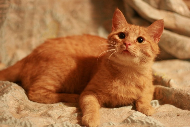 Британский короткошерстный кот рыжий