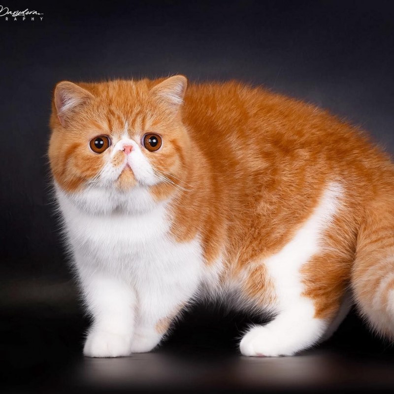 Рыжие кошки с тиграми