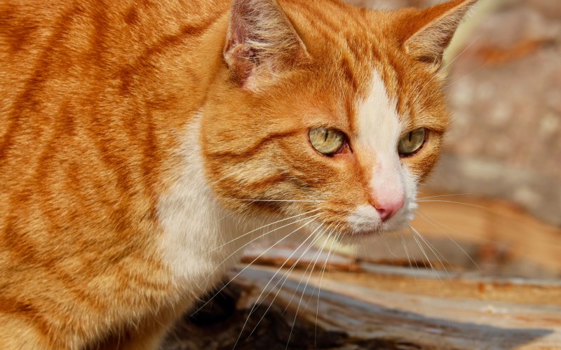Tabby Cat рыжий
