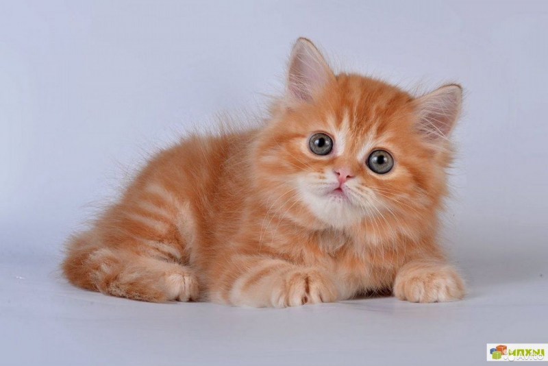 Котенок Рыжик