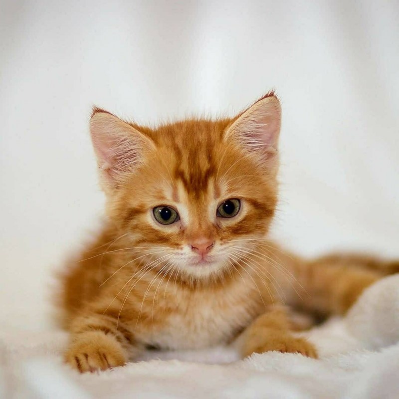 Tabby Cat рыжий