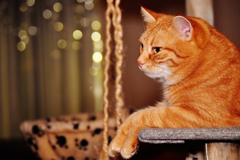 Кот британец мраморный рыжий