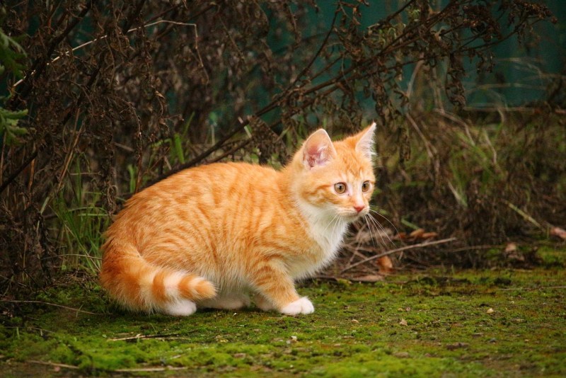 Экзот кошка