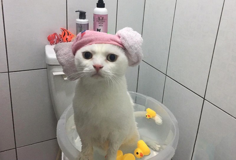 Кошка в шапочке для душа