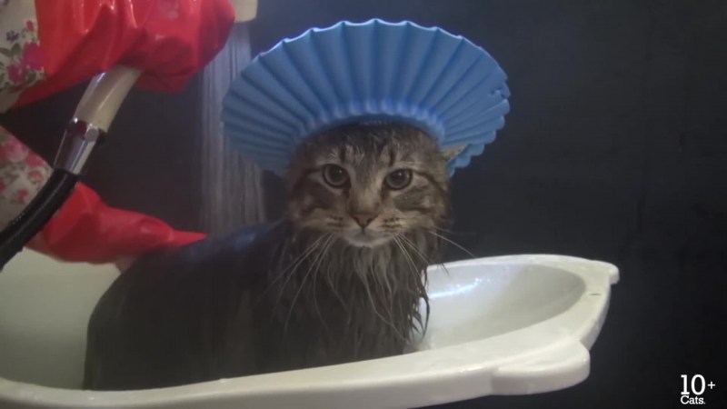 Кот в шапочке для душа
