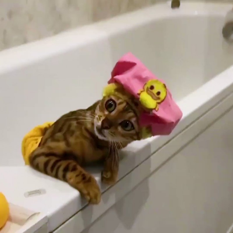 Кот в ванне в шапочке