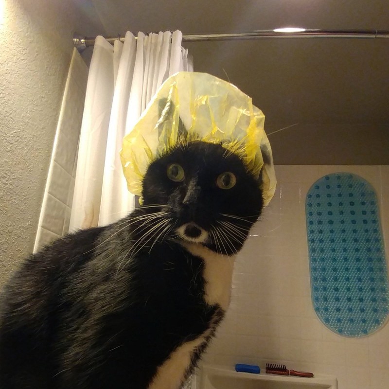 Кот в шапочке для душа