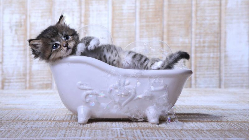 Кошка моется