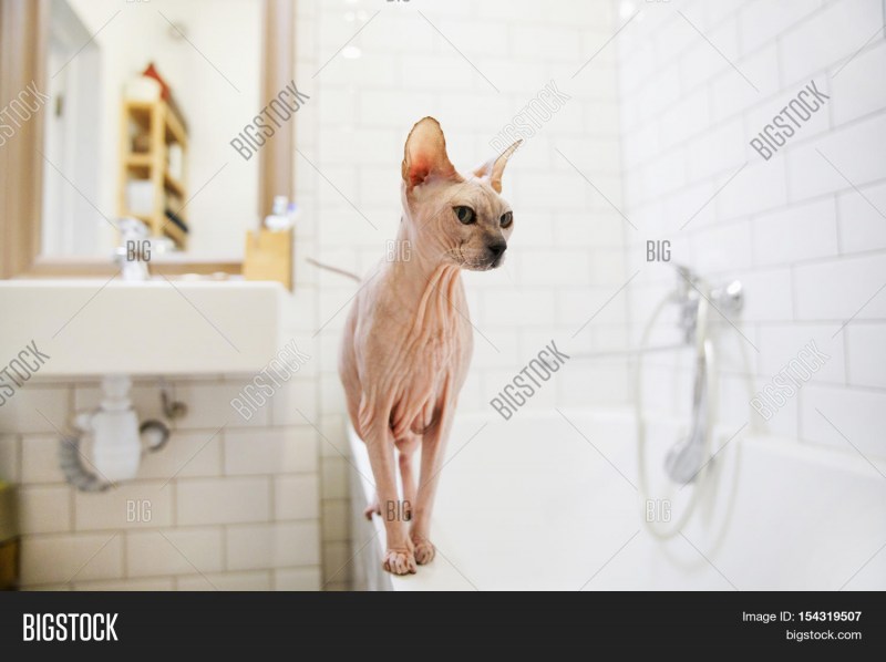 Котики смешные милые