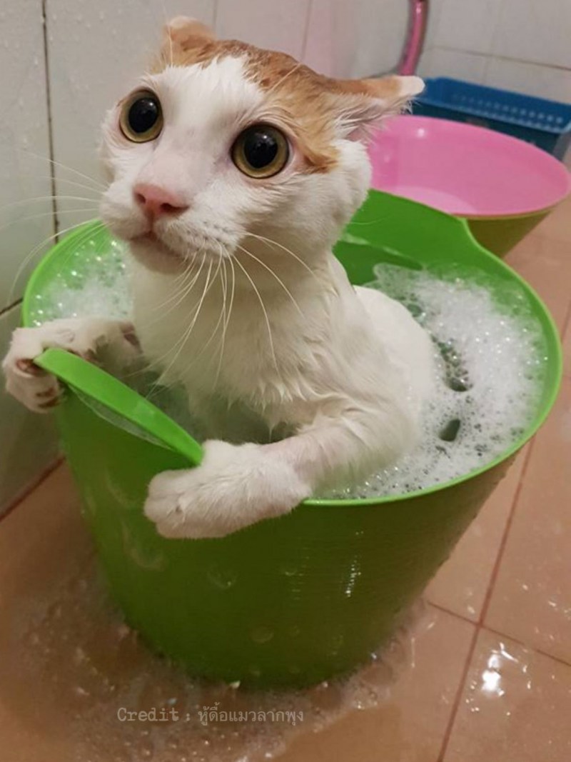 Ванная для кошек