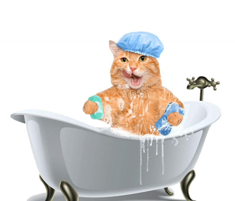 Шапочки для котиков