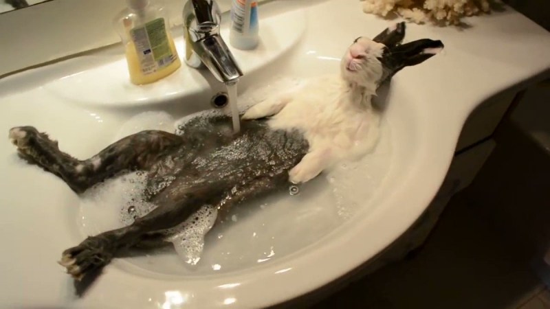 Котик в шапочке для душа