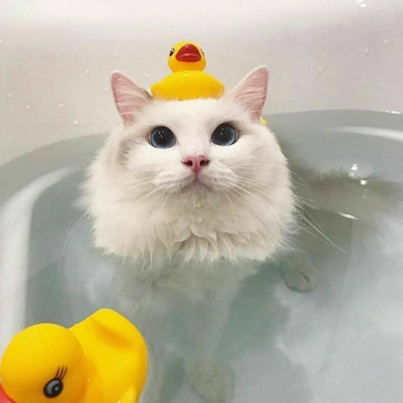 Толстый кот в раковине